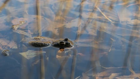 frog in shallow pond water in spring, nature water detail