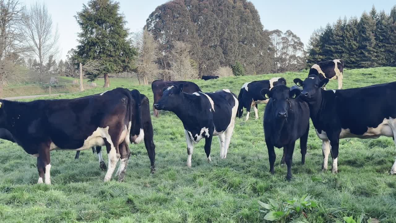 A herd of black and white cows grazing peacefully in a pasture.