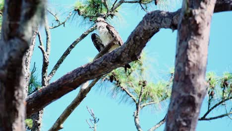 el águila pescadora juvenil se posa en un árbol alto