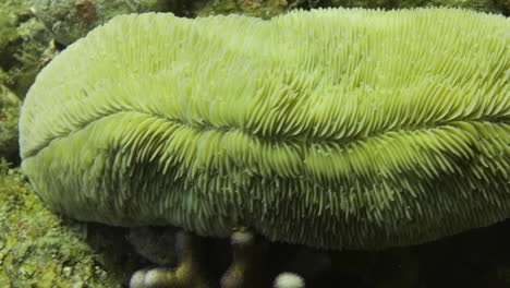 fungia is a genus of corals in the family fungiidae