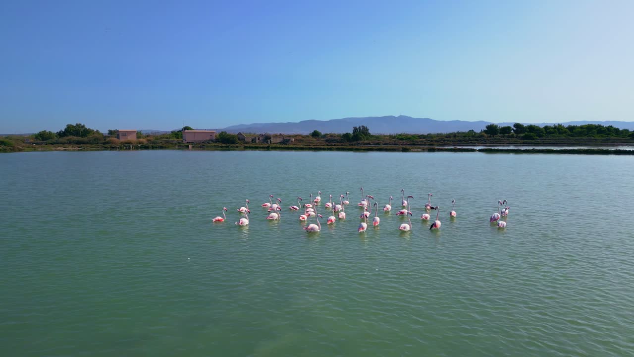 una gran bandada de flamencos remando en el stagno di sa perda bianca, cagliari, sardina