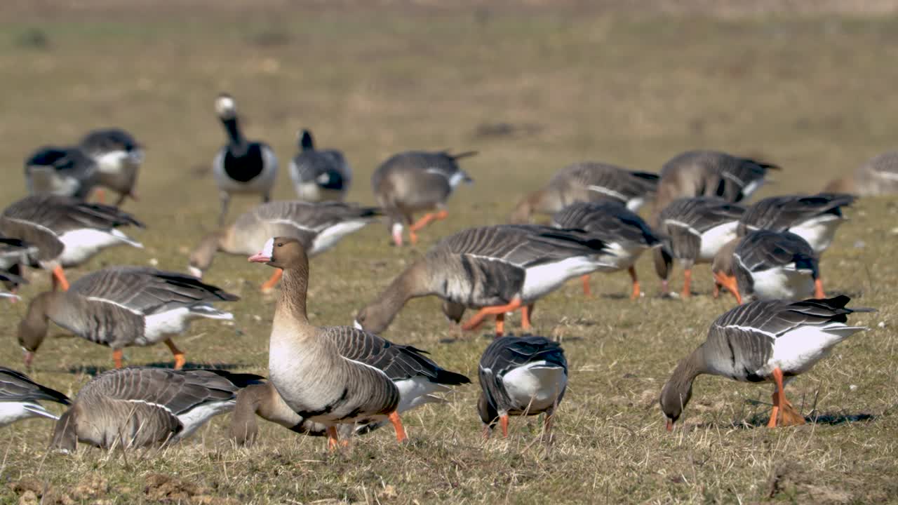 bandada de gansos y gansos de frente blanca comiendo hierba en el campo