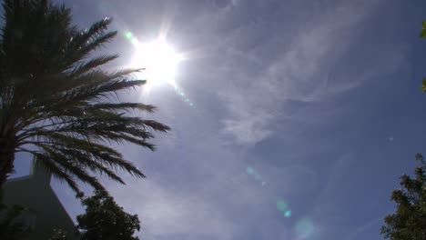 palmera y el sol caribeño caliente