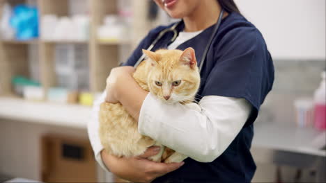 Hände,-Tierarzt-Und-Frau,-Die-Katze-Zur-Pflege-Streichelt