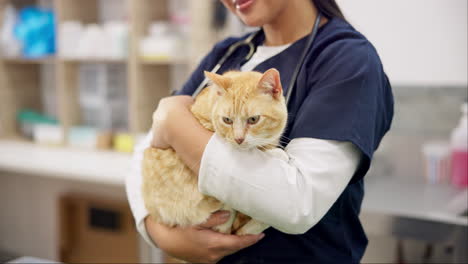 manos, veterinario y mujer gato mascota para el cuidado