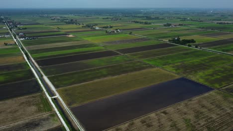 Green-paddy-fields-aerial-drone-shot-reverse-reveal