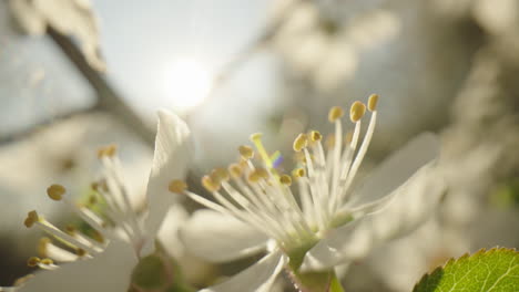 close-up of a spring blossom