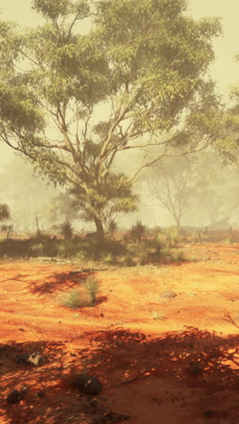 misty australian outback landscape