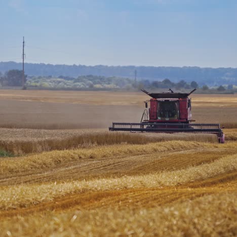 Front view of combine harvester working in the farmland. Yellow field and agricultural machine harvesting ripe crop in summer.