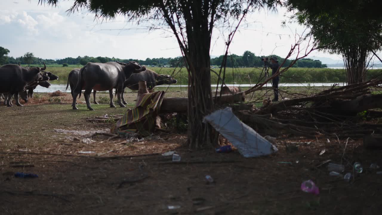 Photographer capturing buffaloes in a rural setting