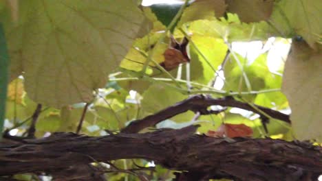 Close-up-shot-of-grapes-hanging-with-green-leaves-around-autumn-season