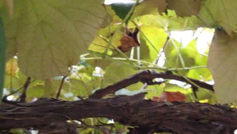primer plano de uvas colgando con hojas verdes alrededor de la temporada de otoño