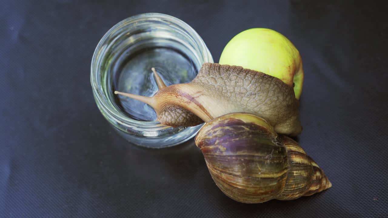 Large snail drinks water from a glass. African snail Achatina