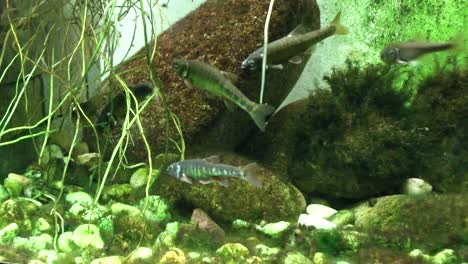 close-up, view of fish in the aquarium at the zoo