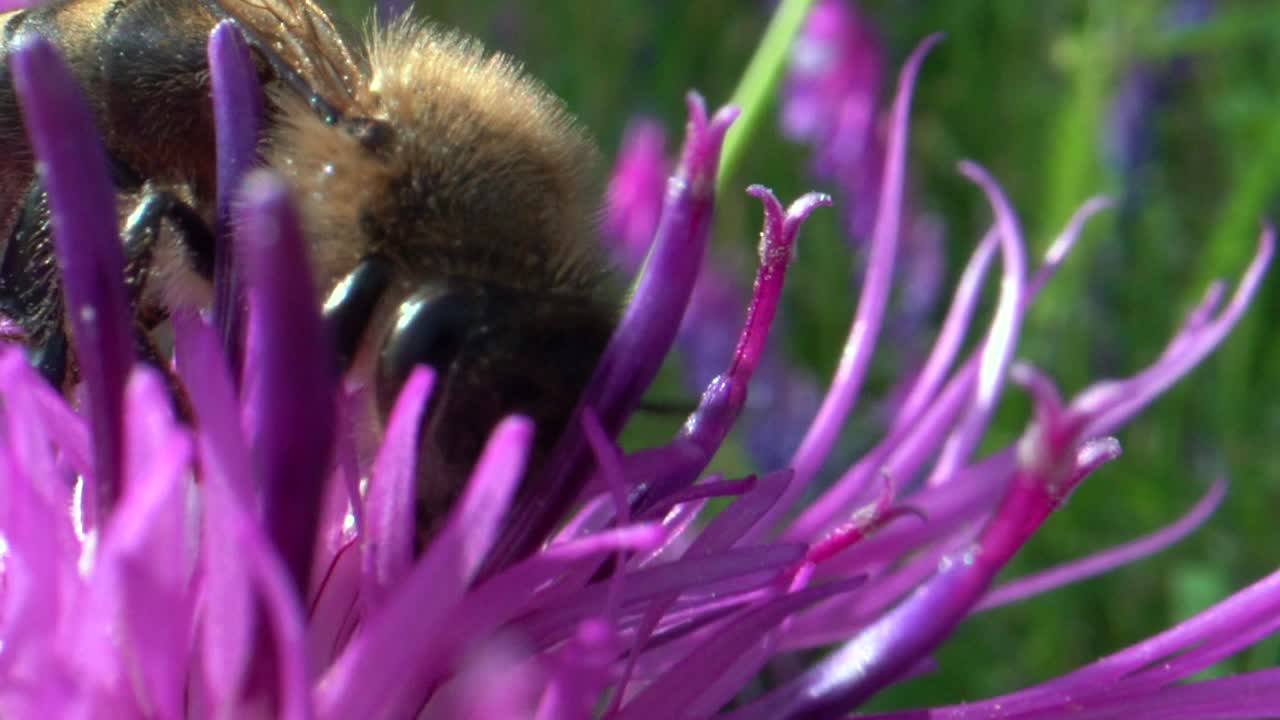 detalles macro de abejas silvestres con ojos negros recogiendo polen de pétalos a la luz del sol