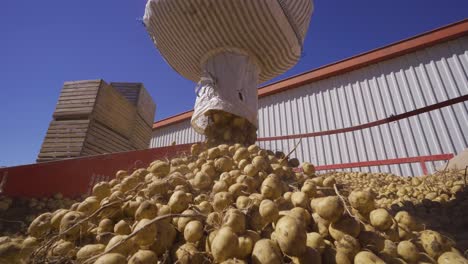 yellow potatoes spilled from the sack fall onto the conveyor belt.