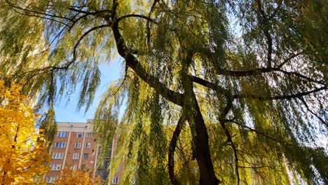 Weidenbaum-Von-Unten-Gesehen-Während-Der-Herbstsaison-In-Einem-Park