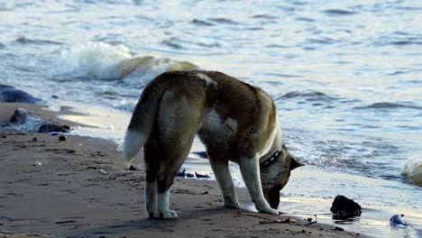 a white-brown dog of breed american akita walks along the sandy shore of a large lake. the dog tries to drink water from the lake. small waves roll on the sandy shore. sunny summer evening.