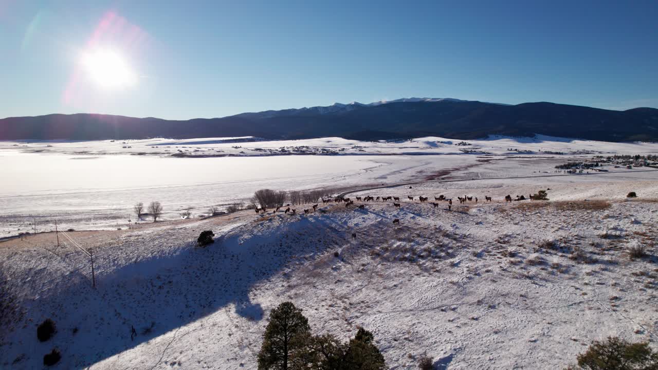 tiro de dron de alces en la ladera de una montaña con la puesta de sol en la distancia