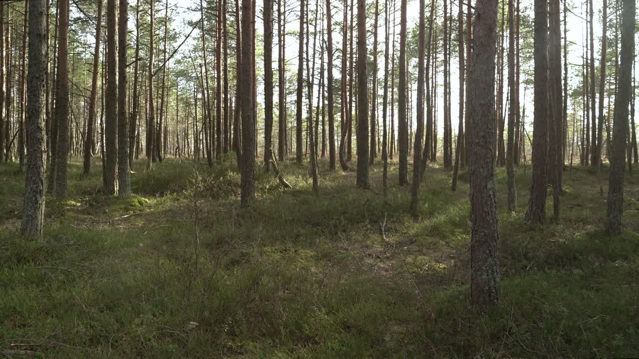 весна на болоте