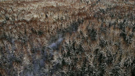 Vídeo-De-Drones-De-Un-Bosque-En-La-Laponia-Finlandesa,-Sobre-El-Círculo-Polar-ártico-En-Invierno