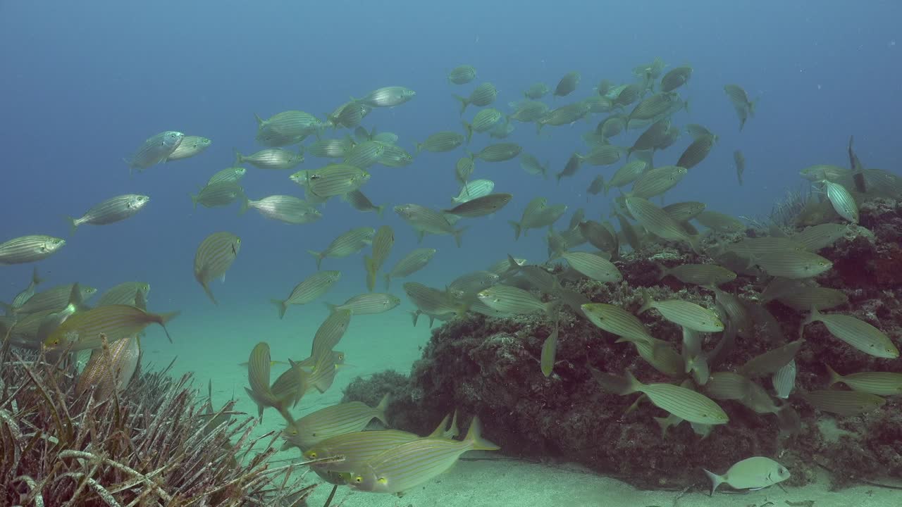 Group of Salema fish swimming over sea grass area in Spain