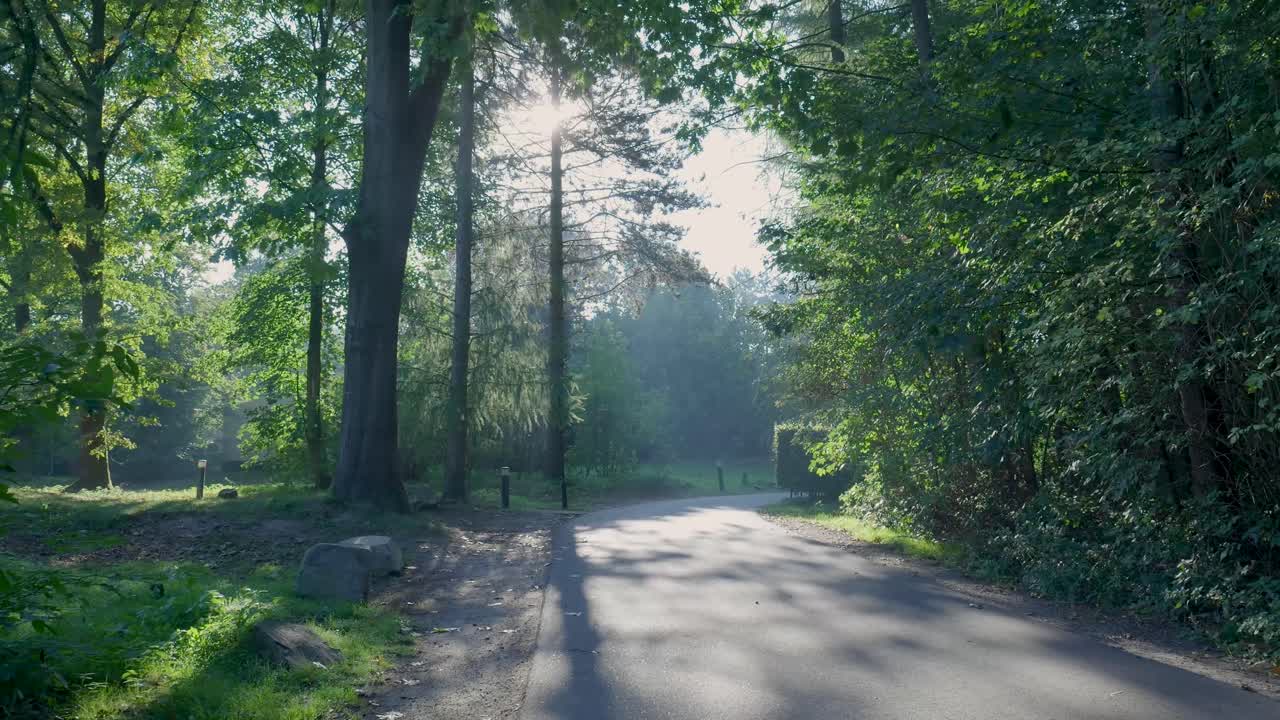 A peaceful forest road with sunlight streaming through the trees