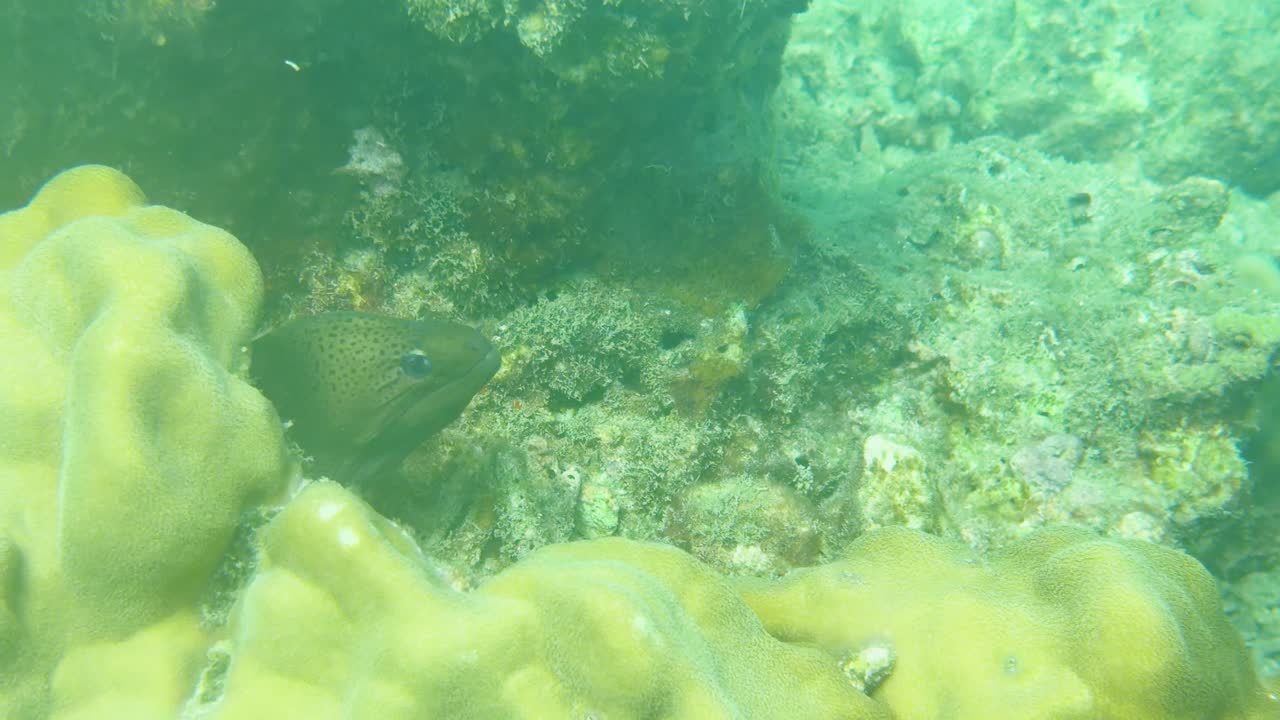 Ripresa subacquea a mano di una murena maculata nascosta in una vivace barriera corallina tropicale