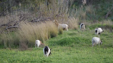 Slow-motion-shot-of-herd-of-goats-grazing-on-green-pasture-in-Sardinia,-Italy