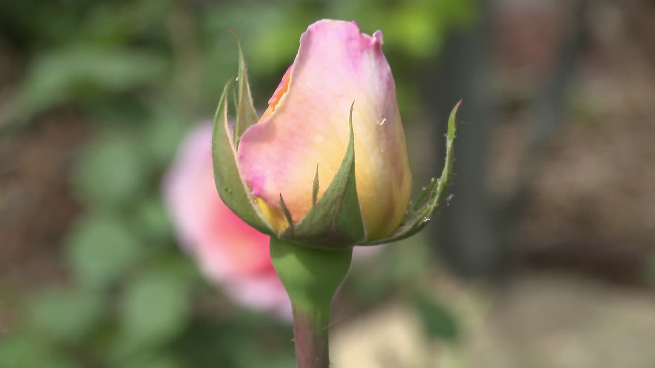 Close-up of a delicate pink and yellow rose bud
