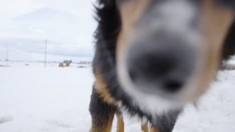 Australian-Shepherd-Black-Tri-in-Slow-Motion,-120-fps