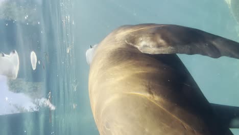 disparo vertical de un león marino bajo la superficie del agua.