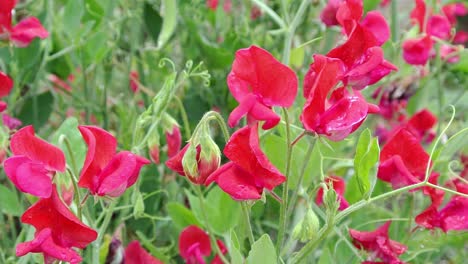 lathyrus odoratus king edward vii, old fashioned scarlet sweet pea set in an english garden