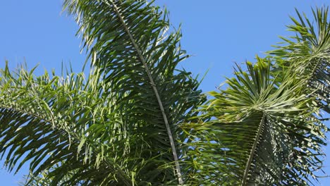 palm leaves moving against a clear blue sky