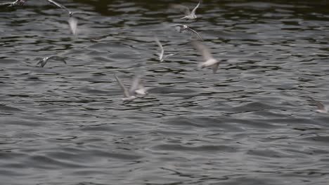 Seeschwalben-Und-Möwen,-Die-Nach-Nahrung-Suchen,-Sind-Wandernde-Seevögel-Nach-Thailand,-Die-Im-Kreis-Herumfliegen-Und-Abwechselnd-Nach-Nahrung-Suchen,-Die-Auf-Dem-Meer-Am-Kai-Des-Bangpu-freizeitzentrums-Schwimmt