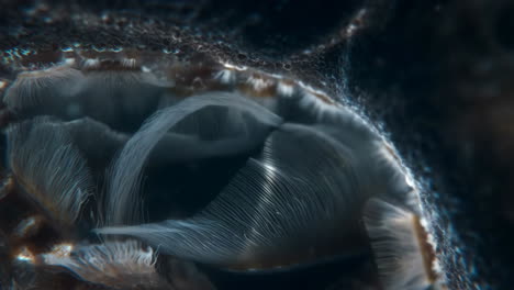 abstract microscopic view of organic filaments