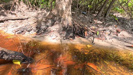 a mudskipper navigates muddy, shallow water around exposed mangrove roots in bright daylight, with a stable camera capturing natural movement and habitat details