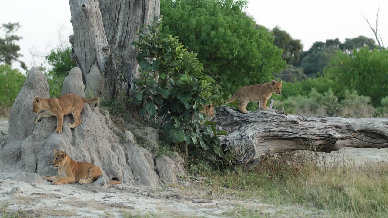 Wide shot of four lion cubs sitting on a termite mound and a fallen tree, Botswana