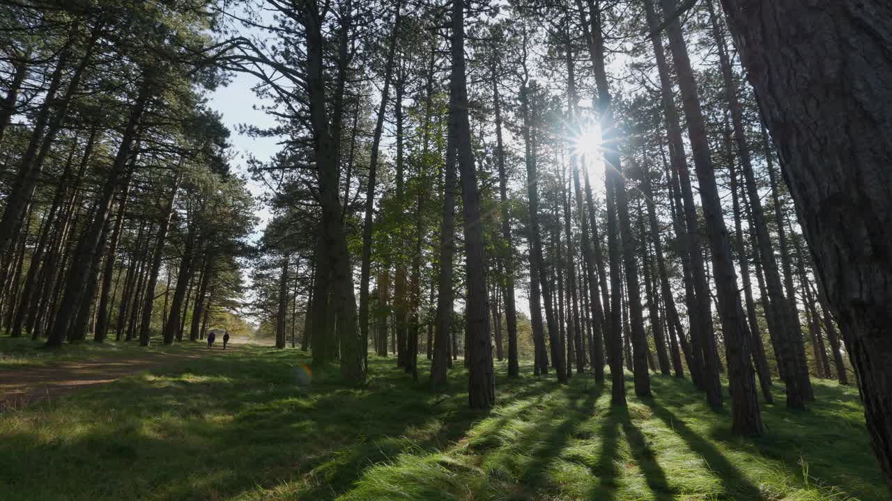 camino del bosque de pinos iluminado por el sol