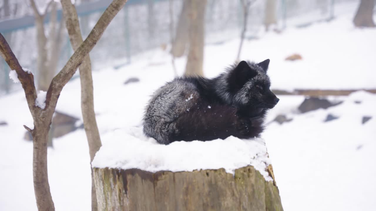 adorable zorro negro descansando en la nieve, invierno en miyagi japón 4k