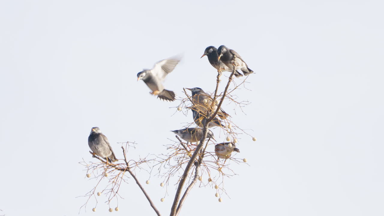 White-cheeked Starling Hovering In The Air Before Landing On A Branch Joining A Group Of Other Starlings In Tokyo, Japan - close up shot