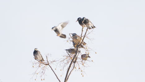 White-cheeked-Starling-Hovering-In-The-Air-Before-Landing-On-A-Branch-Joining-A-Group-Of-Other-Starlings-In-Tokyo,-Japan---close-up-shot