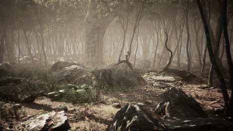 raíces de un árbol en un bosque brumoso