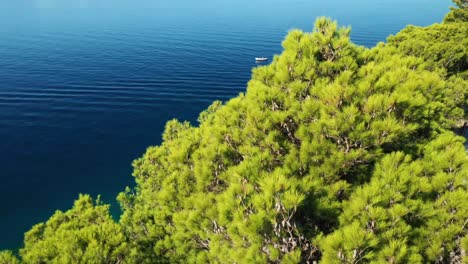 Lenta-Revelación-Del-Mar-Y-La-Costa-Desde-Detrás-De-Hermosos-Pinos-Verdes