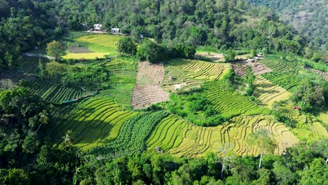 aerial drone landscape shot of crop rice field plantations farming agricultural business rural countryside property in ella sri lanka asia travel tourism