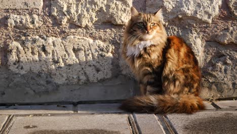 a beautiful brown tabby cat sits on a stone pavement, looking towards the camera