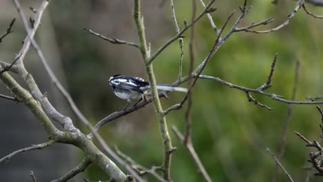 Bachstelzenvogel,-Der-Vom-Wetter-Auf-Einem-Baum-Verweht-Wird