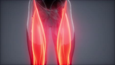 músculos del muslo - mapa de anatomía muscular visible