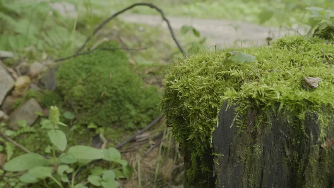 Moss-Covered Tree Stump in a Forest