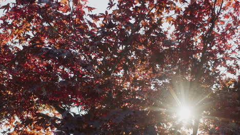 The-sun-shines-through-the-branches-of-an-American-maple